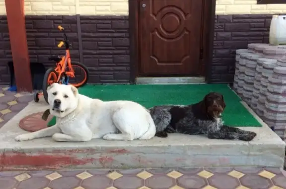 Пропали две собаки в Сургутском районе!
