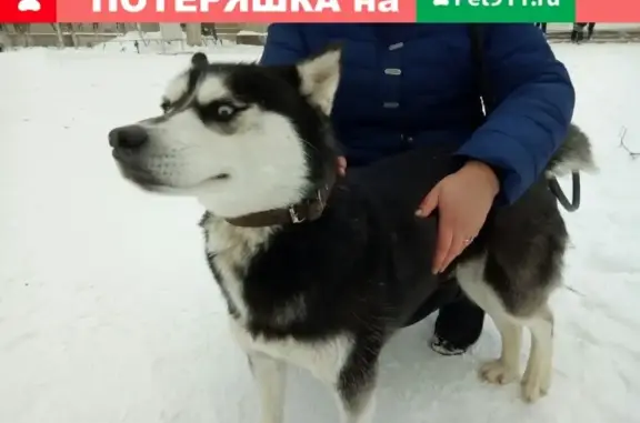 Найдена собака у 10 школы в Павлово
