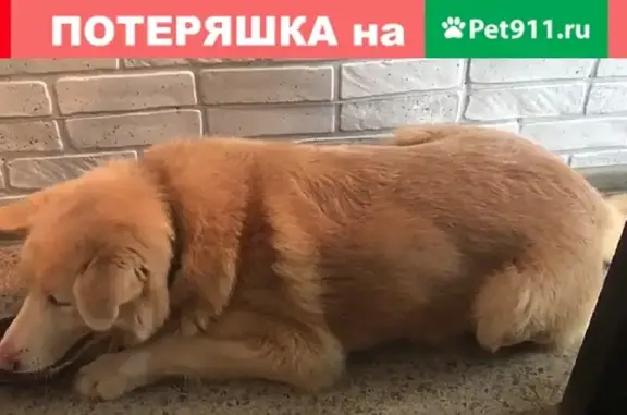 Найдена собака в Казани, ищу хозяев.