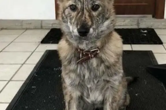 Найдена миролюбивая тигровая собака в Обнинске, район ЖК 