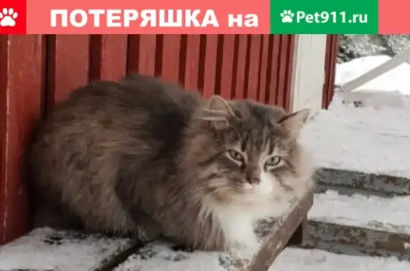 Пропал кот в Костомукше, Республика Карелия