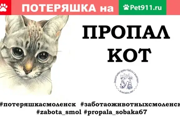 Кошки потеряшки, Смоленск, фото: Потеряшка кот в Смоленске.