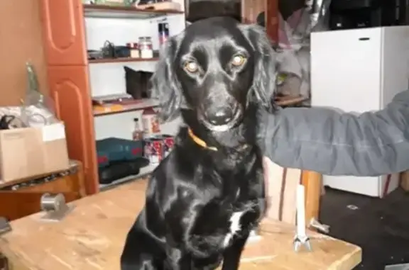 Найдена собака черного цвета в районе дач Родничок - Пушинка, Пензенская область