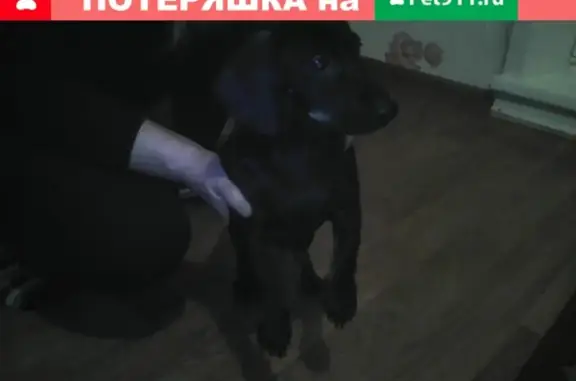 Собака найдена на Крупской, Братск.
