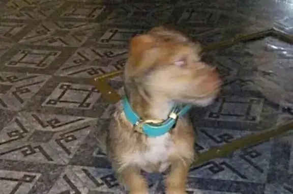 Найдена собака на ул. Лесная, Нововятск-41