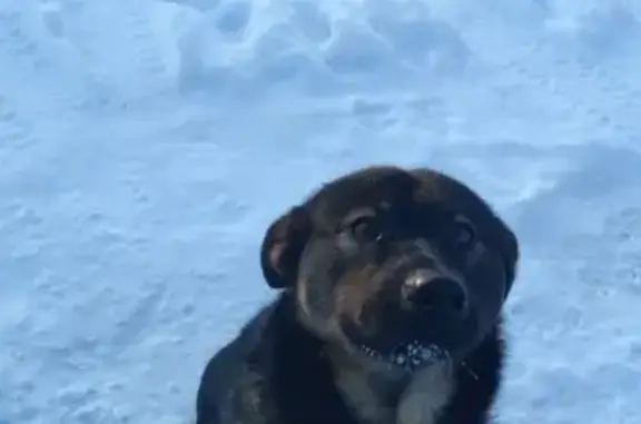 Найдена собака в СПб, посёлок Сергиево - ищем хозяев!