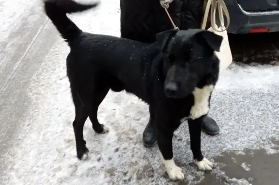 Найдена собака в парке Сокольники, Москва