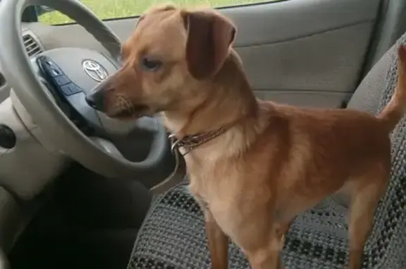 Собаки потеряшки, Зимовье, фото: Потеряшка собака Тим в поселке Зимовье, Новосибирская область