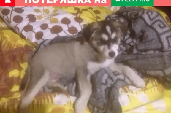 Пропала собака в Каменск-Шахтинском на шеи цепь