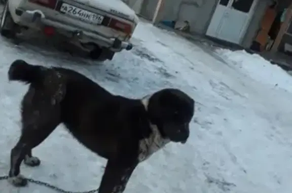 Пропала собака в Советском районе, Челябинск