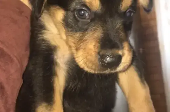 Найден щенок ротвейлера в Туапсе