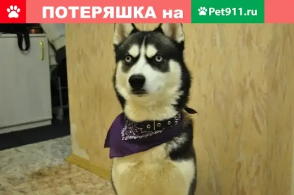 Пропал пёс Адам в Тольятти, ищем информацию