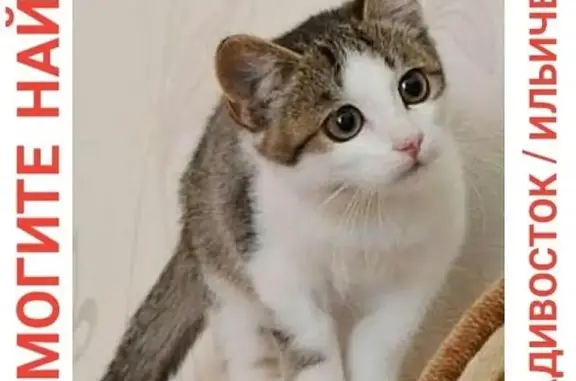 Потерянные животные Владивосток, фото: Пропала кошка на Ильичева, 16