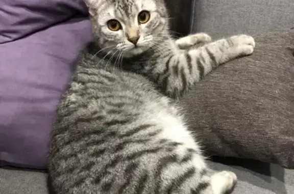 Кошки потеряшки, Киров, фото: Потеряшка кот 21 января на ул. Гагарина 56/1, Иван Россия, Киров