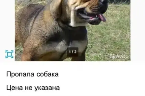 Пропала собака в п. Мичуринский, Брянская область #ПРОПАЛА_СОБАКА@priutstepashka