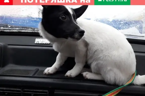 Пропала собака в поселке Аннино, Ленинградская область