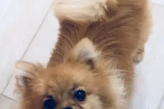 Объявления о пропавших и найденных животных, деревня Комарово, фото: Пропала собака в Комарово, Чернушинский район, Пермский край