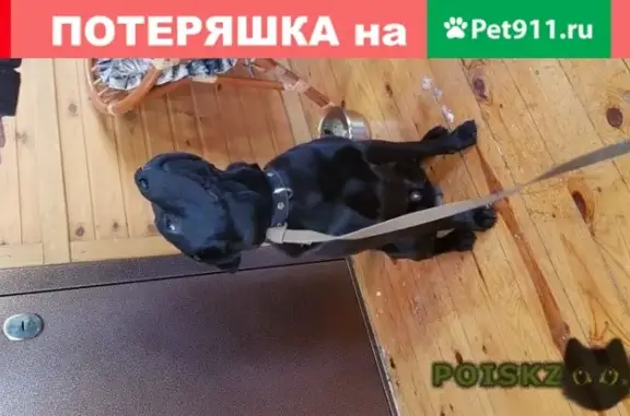 Найдена собака на ул. Машиностроителей в Екатеринбурге