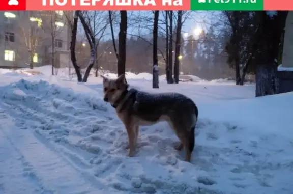 Собака найдена в районе лыжной трассы Зеленограда.