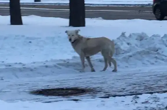 Найдена собака возле ВДНХ, ищем хозяев!
