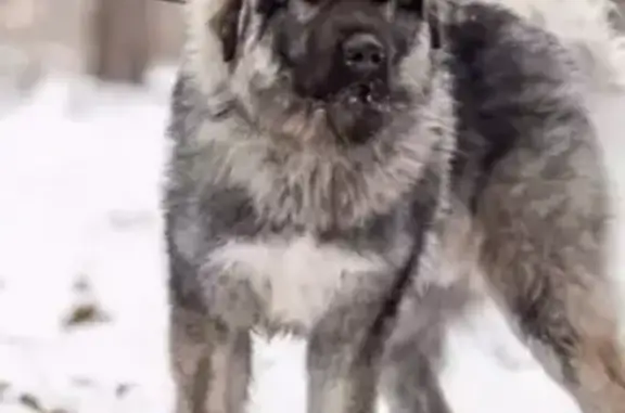 Найдена собака возле мясного магазина в Новокузнецке