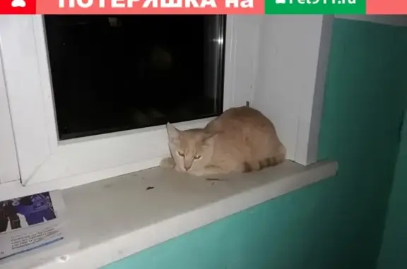 Найдена кошка Марина в Красноярске https://vk.com/id35208888