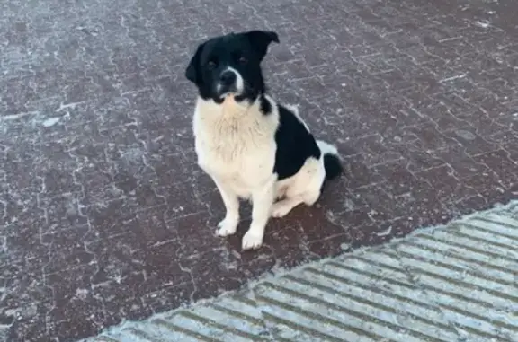 Найден пёс на бульваре Гусева, ищут хозяина.