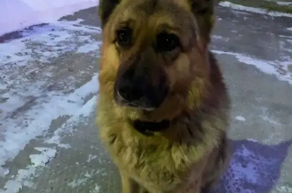 Пропала собака в Краснознаменске, вознаграждение гарантировано!