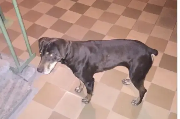 Найдена собака в Батайске, ищет хозяев
