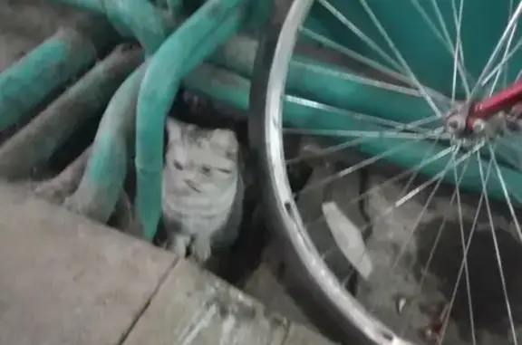 Найдена кошка на ул. Крупской, Рязань