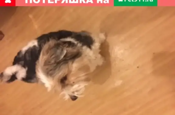 Найдена собака в Митино, нужен владелец (телефоны в тексте)
