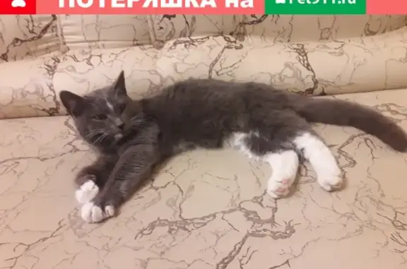 Найдена кошка в Красноармейском районе, Изобильная 12.
