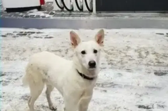 Потерян белоснежный пёс на заправке Лукойл, 95 км от Кунгура