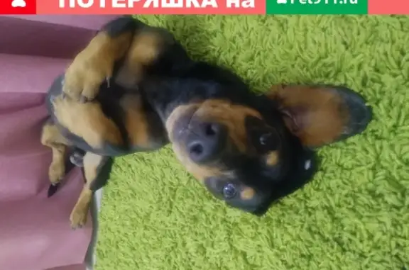 Собака Такса найдена в Геленджике, Краснодарский край