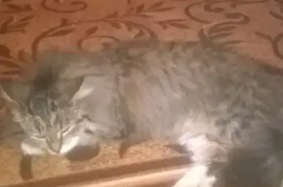 Найдена кошка в Советском с зеленым ошейником
