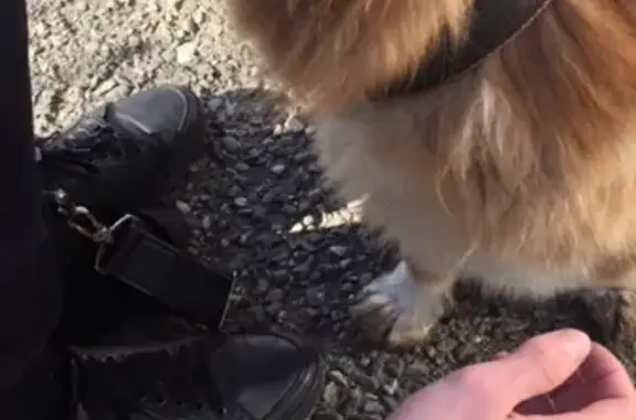 Найдена собака в Майкопе, отзывается на Рыжик