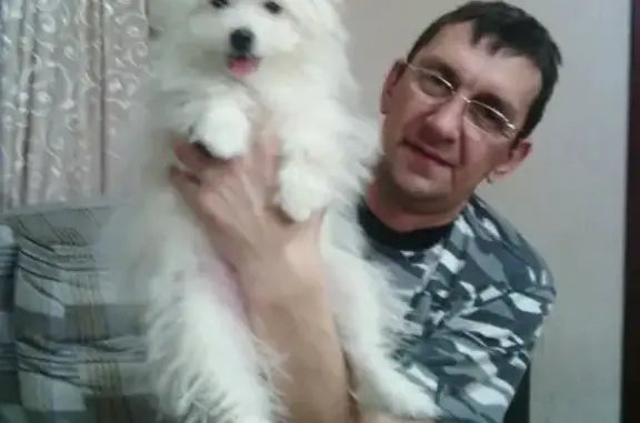 Пропала собака в Северодвинске на ул. Чехова