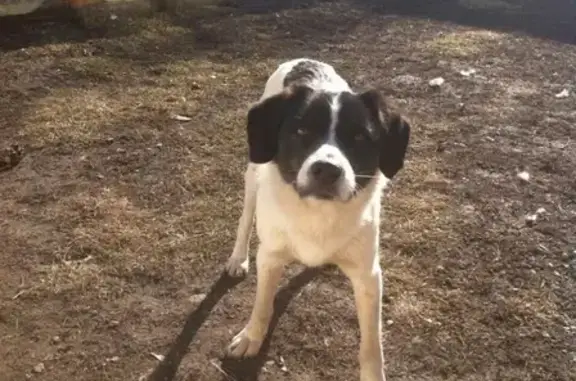 Пропала собака Арчи в Белгородской области