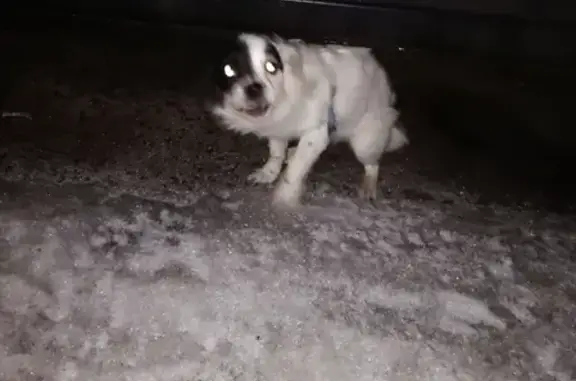 Потерянная собака на ул. Таращанцев, Волгоград