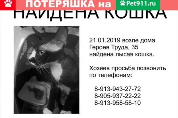 Найдена кошка на ул. Героев Труда, 35