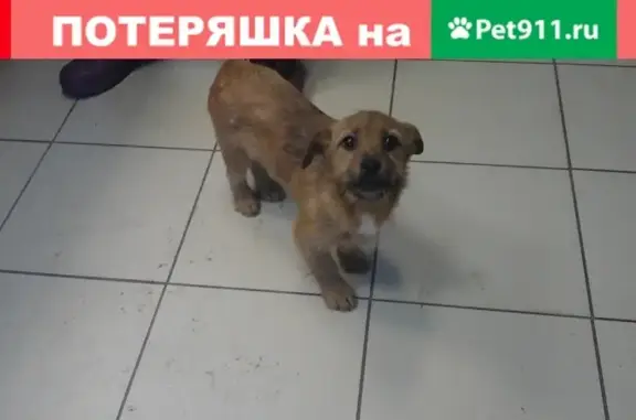 Пропала собака в поселке Лесная, Великий Новгород