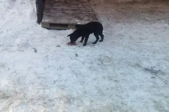 Найден щенок в Новосинеглазово, ищем передержку или приют
