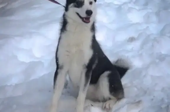 Найдена собака на Ириновском проспекте, СПб
