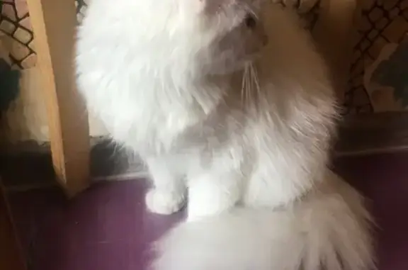 Найдена белая кошка в Ненимяках