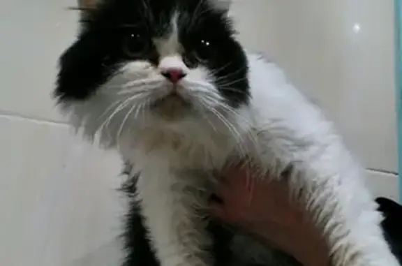 Найдена кошка на Татьяне Барамзиной в Ижевске