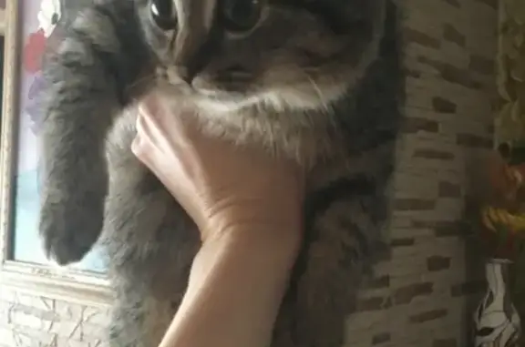 Найден контактный котенок на передержке в Калининграде