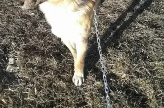 Собаки потеряшки, станица Ессентукская, фото: Потеряшка собака в станице Ессентукская 21 января