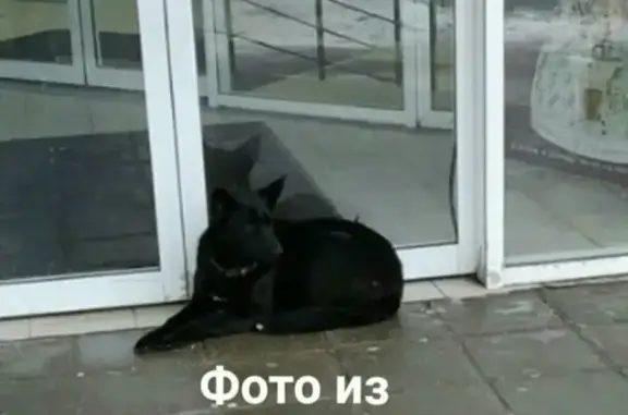 Пропала собака в МО, близ деревни Ельня на Горьковском шоссе