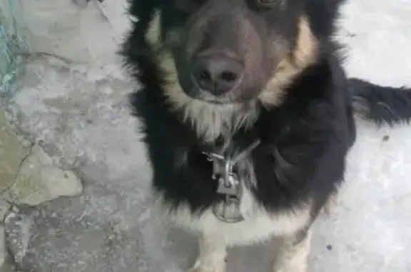 Найдена собака в Волгограде, ищем хозяина!