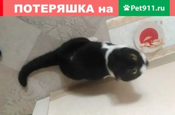 Кошка найдена в Новочеркасске, район соцгород.